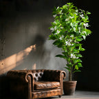 Willow Grove Artificial Ficus Tree