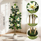 Evergreen Olive Tree