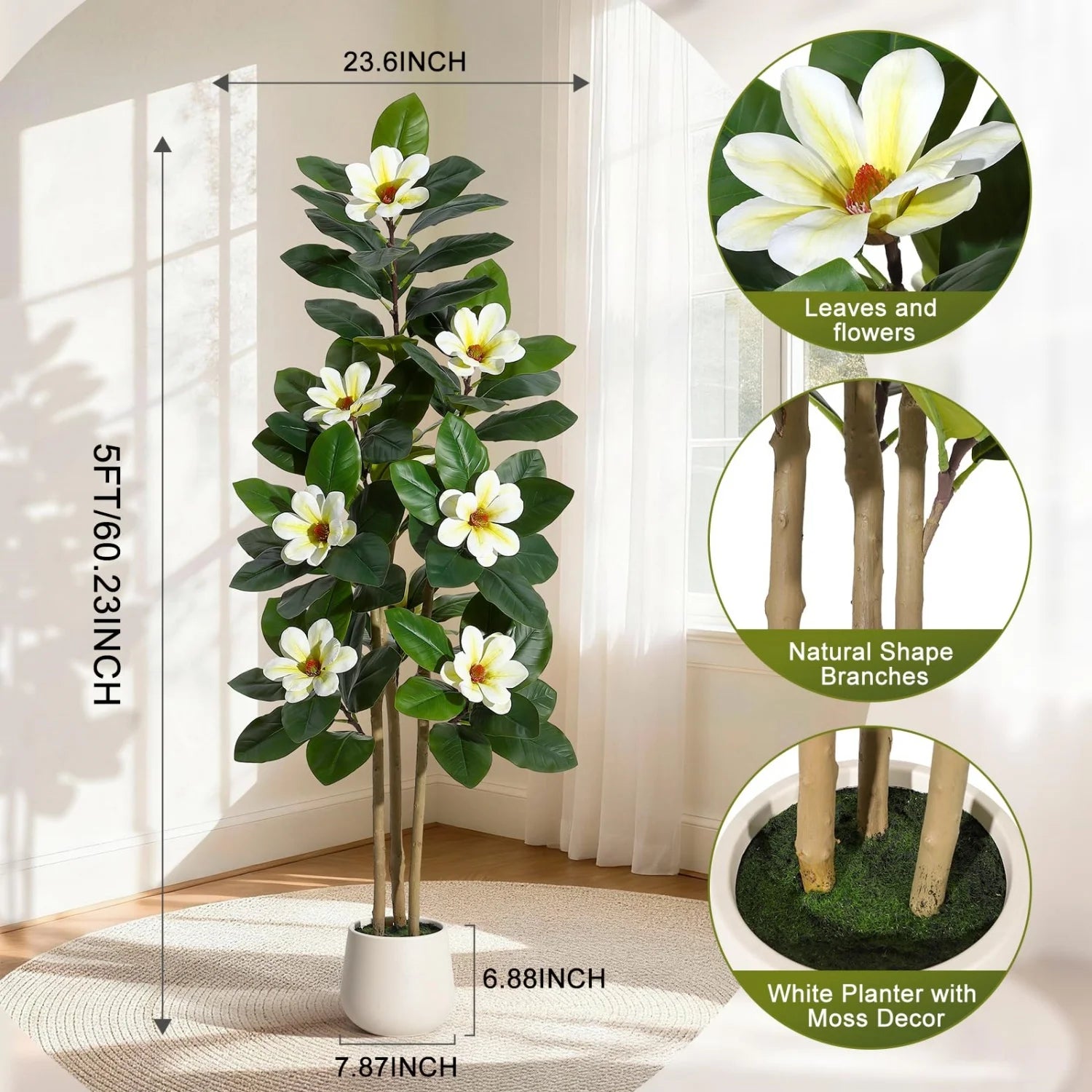 Evergreen Olive Tree