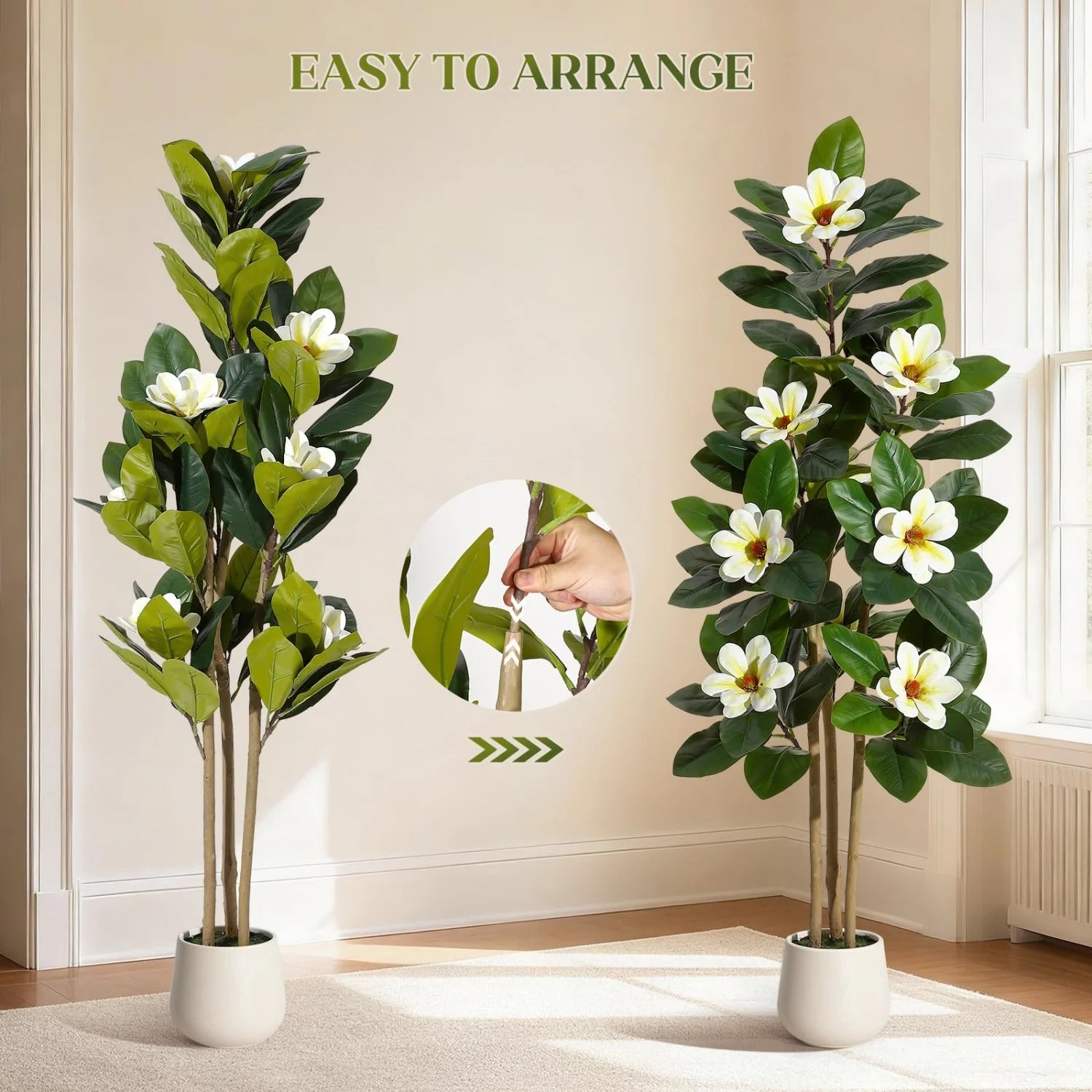 Evergreen Olive Tree