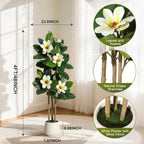 Evergreen Olive Tree