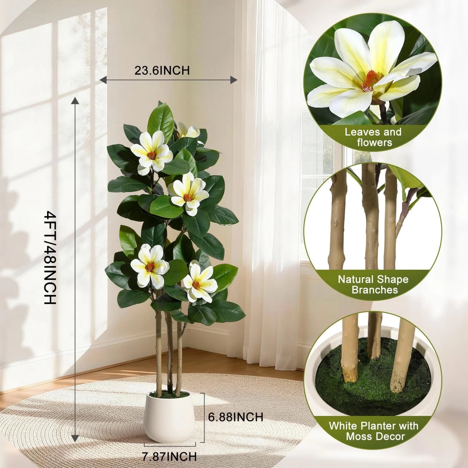 Evergreen Olive Tree