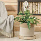 Willow Haven White Wicker Storage Basket