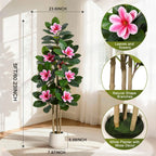 Evergreen Olive Tree