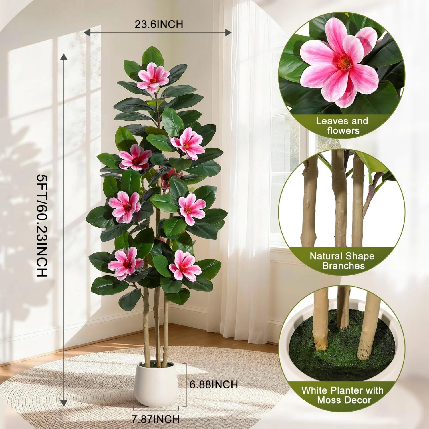 Evergreen Olive Tree