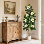 Evergreen Olive Tree