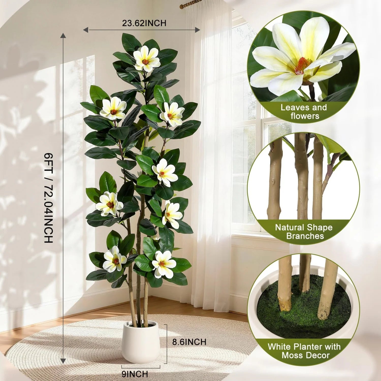 Evergreen Olive Tree