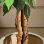 Willow Bend Artificial Ficus Tree