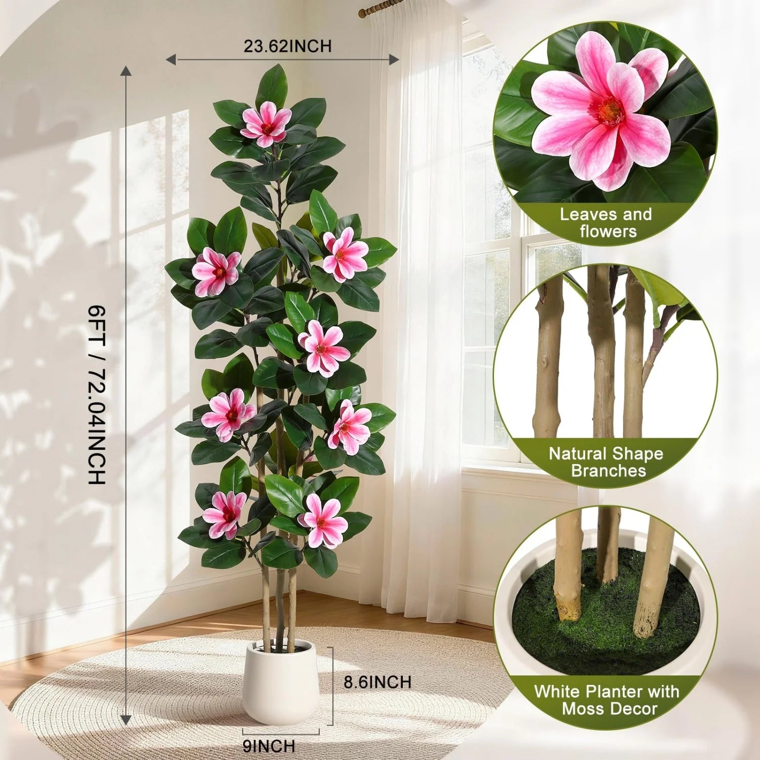 Evergreen Olive Tree