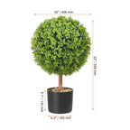 Heritage Spiral Boxwood Topiary Tree – 24", 36" & 48"